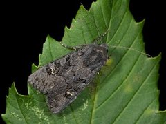 Stort lyngheifly (Aporophyla nigra)