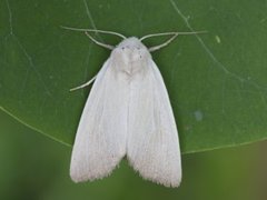 Glansrørfly (Arenostola phragmitidis)