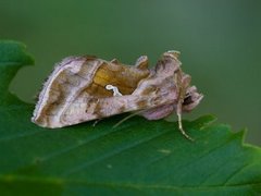 Rødbrunt metallfly (Autographa jota)