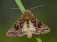 Fiolettbrunt metallfly (Autographa pulchrina)