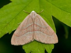 Barskogmåler (Hylaea fasciaria)