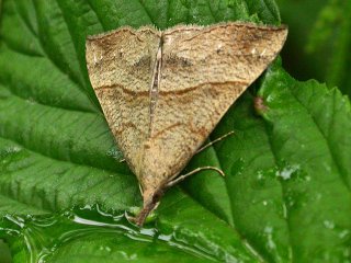 Neslenebbfly (Hypena proboscidalis)