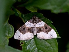 Øyemåler (Cosmorhoe ocellata)