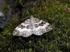 Grå mauremåler (Epirrhoe alternata)