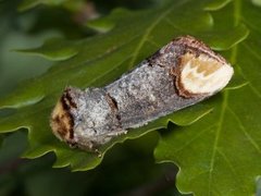 Oksehodespinner (Phalera bucephala)