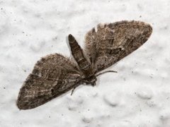 Augustdvergmåler (Eupithecia pusillata)