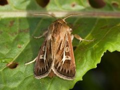 Gressmarkfly (Cerapteryx graminis)