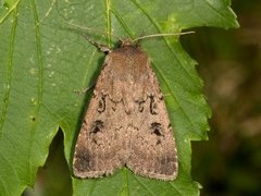 Krattfly (Graphiphora augur)