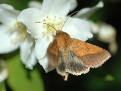 Gullfagerfly (Pyrrhia umbra)