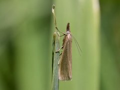 Sølvnebbmott (Crambus perlella)