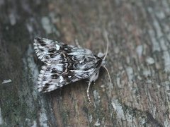 Torskemunnfly (Calophasia lunula)