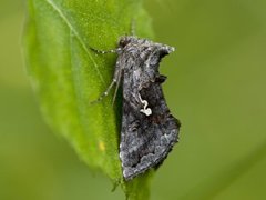 Skogmetallfly (Syngrapha interrogationis)