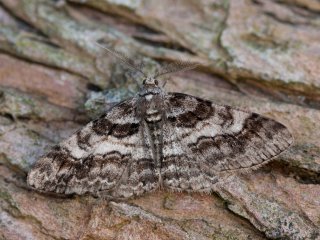 Båndbarkmåler (Cleora cinctaria)