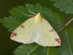 Sitronmåler (Opisthograptis luteolata)