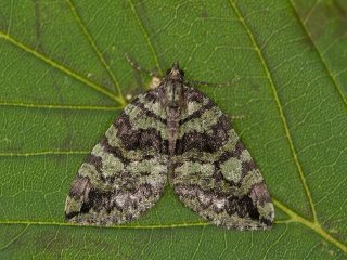 Seljebuskmåler (Hydriomena furcata)