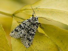 Grønt eikefly (Griposia aprilina)