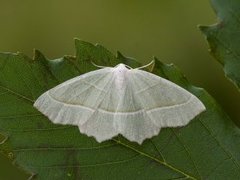 Løvskogmåler (Campaea margaritaria)