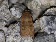 Kobberfly (Chersotis cuprea)