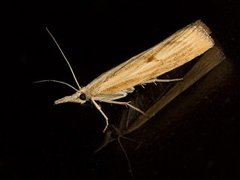 Gul nebbmott (Agriphila inquinatella)