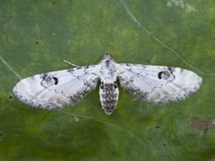 Hvit dvergmåler (Eupithecia centaureata)