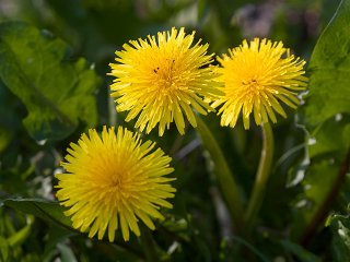 Løvetannslekta (Taraxacum)