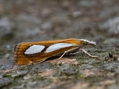 Toflekket nebbmott (Catoptria pinella)