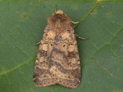 Augustteglfly (Diarsia dahlii)