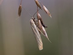 Gul lavspinner (Eilema lutarella)