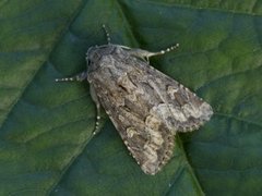 Blekt stengelfly (Luperina testacea)