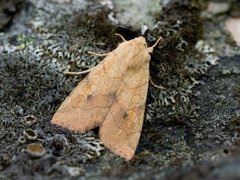 Vinkelfly (Enargia paleacea)