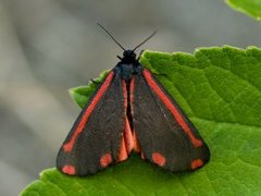 Karminspinner (Tyria jacobaeae)