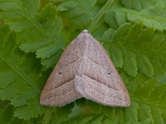 Bregnemåler (Petrophora chlorosata)