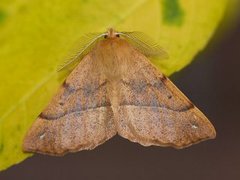 Spinnermåler (Colotois pennaria)