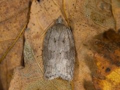 Lønnebladflatvikler (Acleris sparsana)