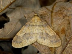 Gul frostmåler (Agriopis aurantiaria)