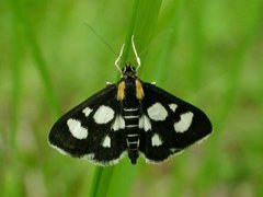 Gullrisengmott (Anania funebris)