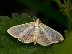 Kjempeengmott (Patania ruralis)