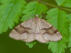 Bred skumringsmåler (Plagodis pulveraria)