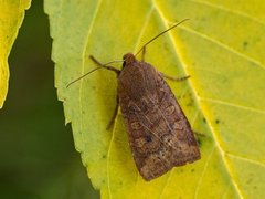 Variabelt flatfly (Conistra vaccinii)