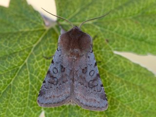 Fiolett vårfly (Cerastis rubricosa)