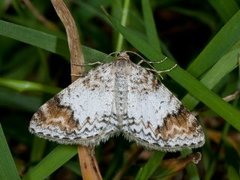 Almemåler (Venusia blomeri)