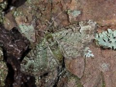 Epleblomstmåler (Pasiphila rectangulata)