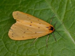 Panterspinner (Setina irrorella)