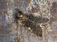 Vårhalvspinner (Achlya flavicornis)