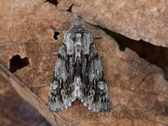 Vårlurvefly (Brachionycha nubeculosa)