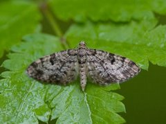 Grandvergmåler (Eupithecia tantillaria)