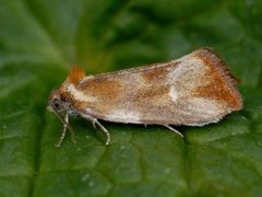 Skumringsvikler (Eulia ministrana)