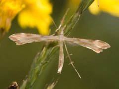 Ryllikfjærmøll (Gillmeria pallidactyla)