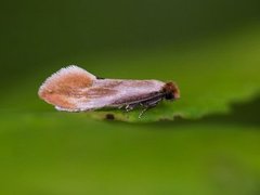 Rødgul reirmøll (Tinea semifulvella)