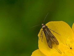 Lansettmøll (Schreckensteinia festaliella)